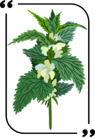 Leaf nettle extract