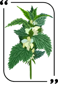 Leaf nettle extract